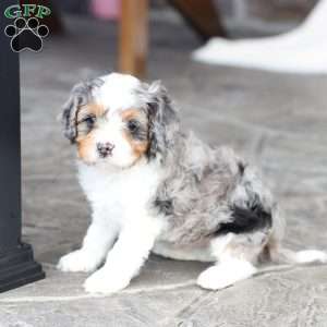 Baylor, Cavapoo Puppy